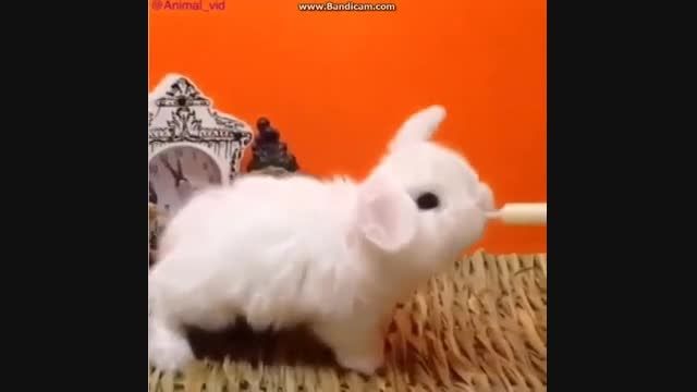 خرگوش...خیلی نازه..!!