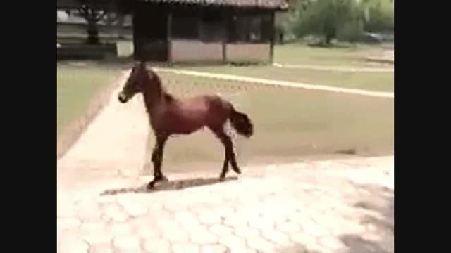 کره اسب استثنائی!!