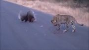 شکار زیرکانه خارپشت به دست یوزپلنگ ایرانی!!!