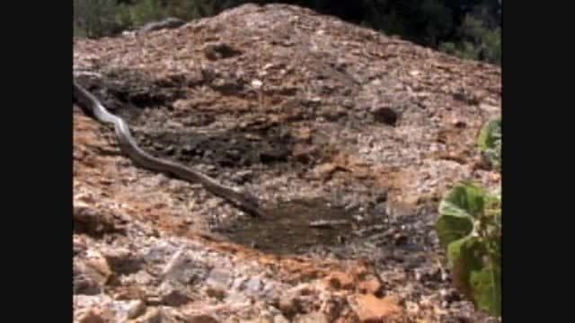 ضعیف خواری توسط کشنده ترین مار دنیا (مامبای سیاه)