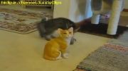 خوددرگیری بچه گربه ای