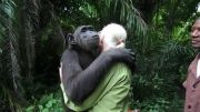 قدردانی دیدنی شامپانزه