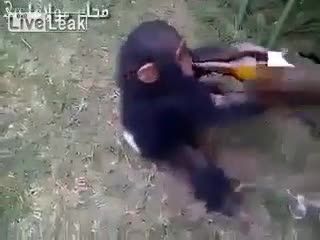 روزی که میمون مست میکند