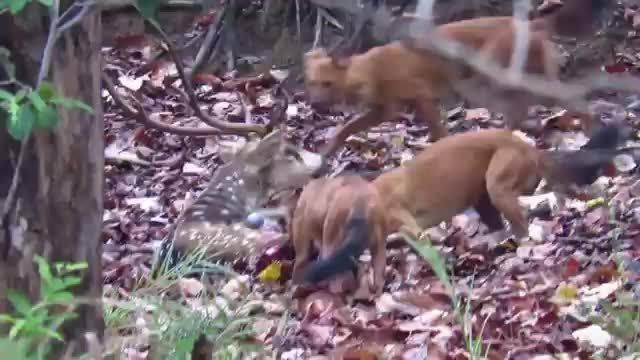 زنده خواری گوزن توسط سگ وحشی هندی