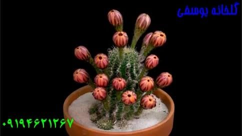 گل کاکتوس 7 Echinopsis