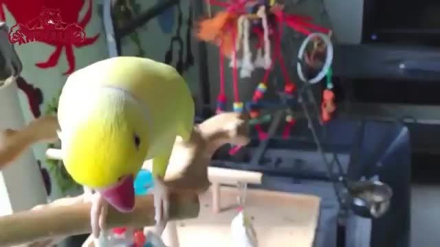 گفتگوی شیرین ملنگوی زرد با پرنده خشمگین(angry bird)