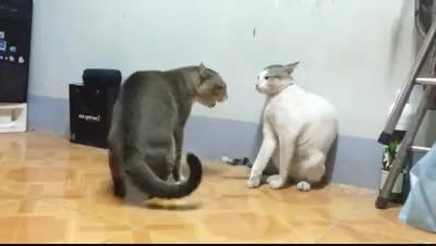 دعوای گربه ها!