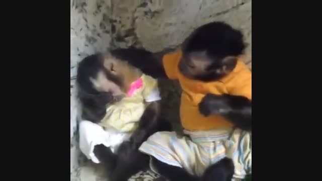 دلدارى دادن میمون ناراحت !