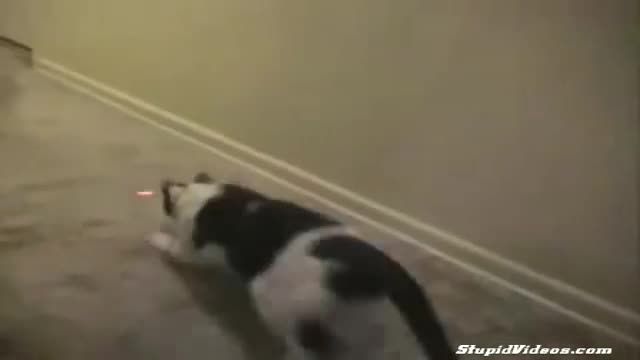 بازی لیزر و گربه