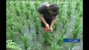 کلیپ مبارزه بیولوژیک با کرم ساقه خوار برنج در گیلان