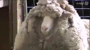 پشمالو ترین گوسفند دنیا