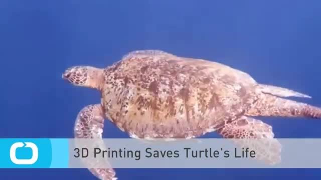 نجات زندگی لاک پشت دریایی توسط پرینتر سه بعدی