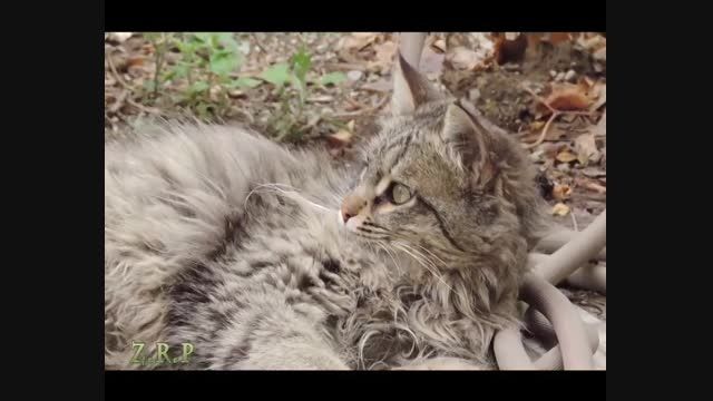 گربه ناز ایرانی، استراحت در آرامش