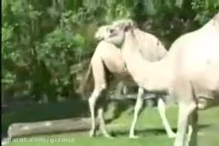 شتر بدون سر