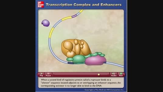 transcription complex and enhancers