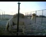حیوان عجیب در ایران(نصف شتر-نصف اسب)