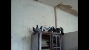 کبوتر های زینتی