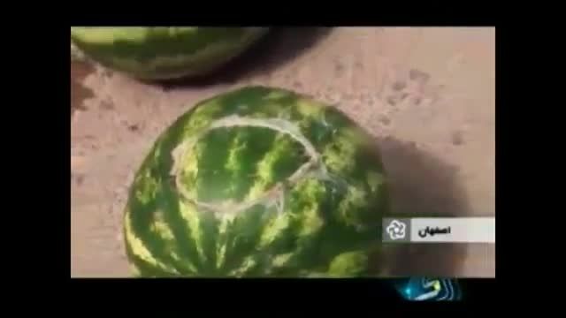 هندوانه با طعم تریاک در ایران!