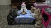 جشن تولد گربه ها