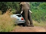 حمله فیل به خودرو