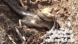 صحنه شکار یک موش صحرائی(جردایرانی) توسط مار پلنگی