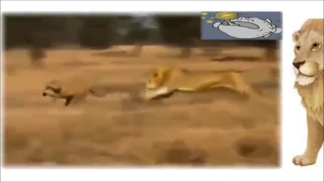 حمله شیر به یوزپلنگ