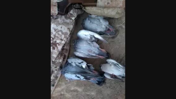 دقت فوق العاده pcp پانچر در شکار کبوتر