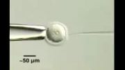 تزریق DNA به هسته سلول زیگوت موش