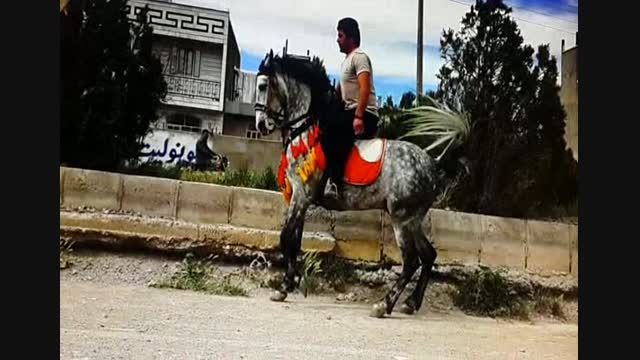 اسب کرد دیوان از جواد شاکری شهر سریش آباد