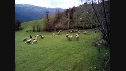 چرای گوسفندان
