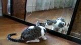 گربه و آینه :))))