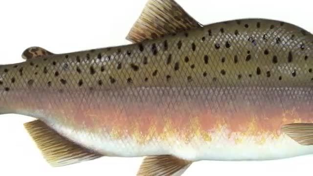 انواع ماهی سالمون