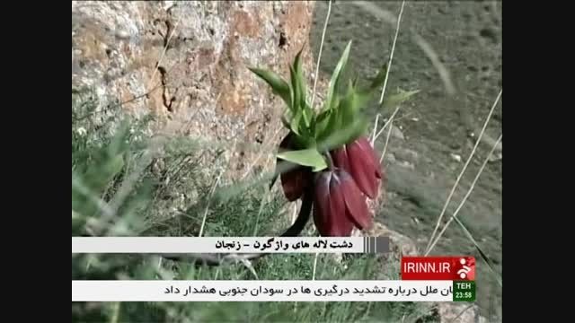 لاله های واژگون زنجان