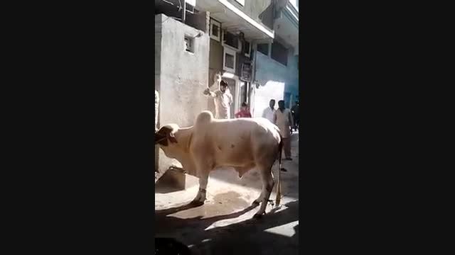 کشتن گاو در پاکستان