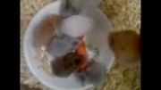 غذا خوردن همسترها