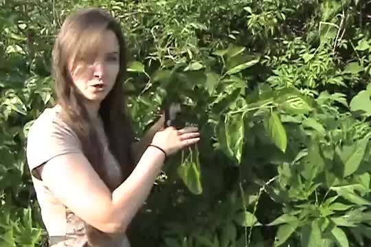 آموزش نحوه ی قلمه زدن گیاهان