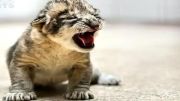 متولد شدنن چهار توله شیر ناز در باغ وحش تهران