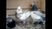کبوترهای آقا رضا(کله دم سبز 16 ساله)