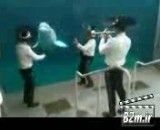 رقص دلفین