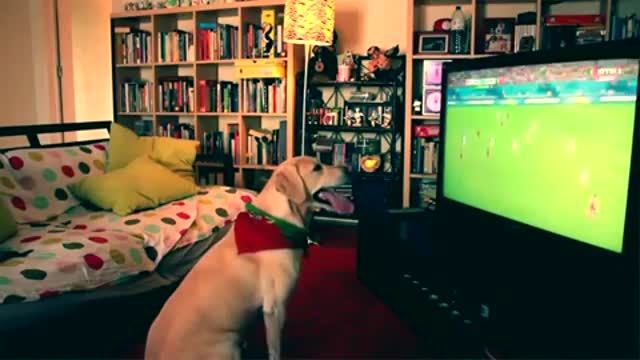 فوتبال تماشا کردن سگ