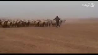 رژه ارتش داعش مقابل ابوبکر البغدادی