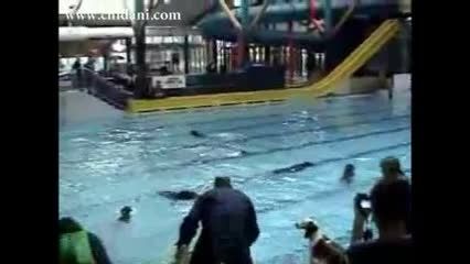 مسابقه شنای سگها