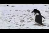 پنگوئن های متقلب!؟
