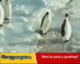 پنگوئن خنگ
