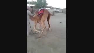 شتر سواری عرب ته خنده .........