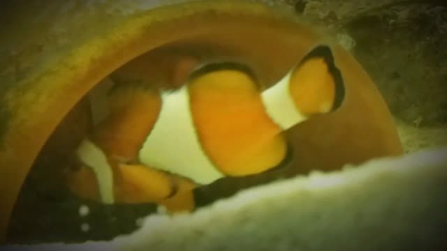 تخم گذاری ماهی دلقک اسلاریس