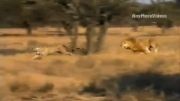 شکار پلنگ توسط شیر