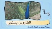 آموزش عربی با تصویر-38
