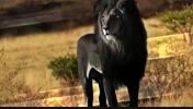 شیر سیاه