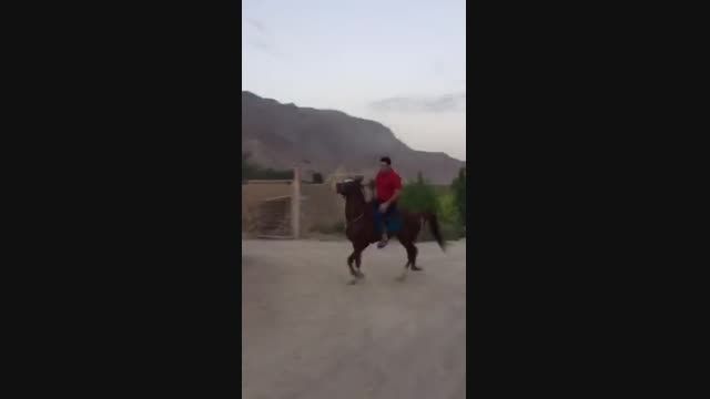 اسب عرب نریون
